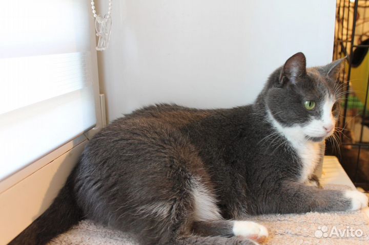 Кошечка Муся