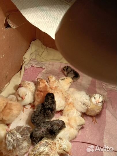 Куриные и индоутки цыплята