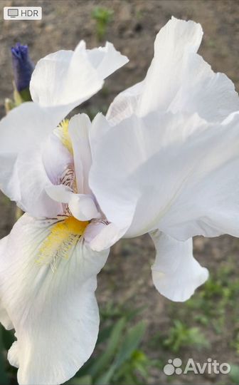 Продаю ирисы