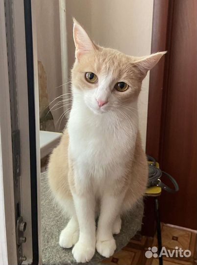 Кошка
