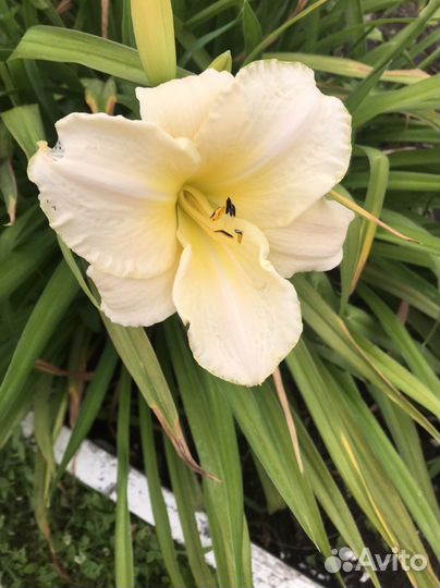 Лилейники сортовые