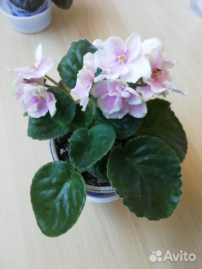 Цветущие фиалки,стартеры, детки, выбор