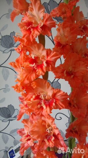 Гладиолусы луковицы сортовые флоксы тюльпаны