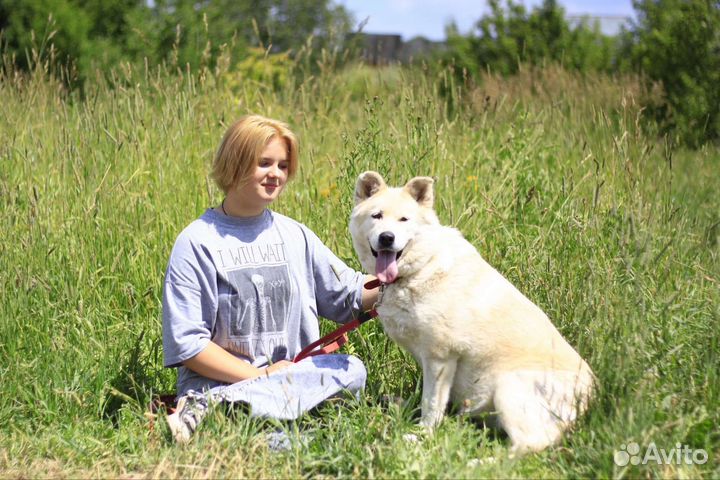 Собака в добрые руки