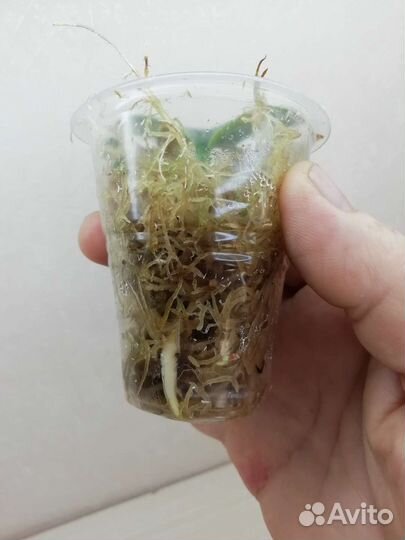 Сциндапсус Moonlight