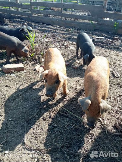 Венгерская мангалица