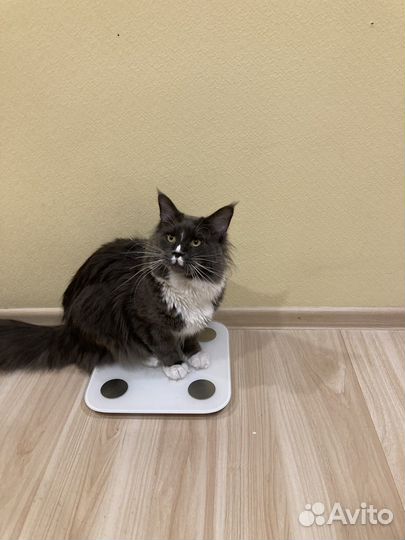 Отдам мейн-кун бесплатно