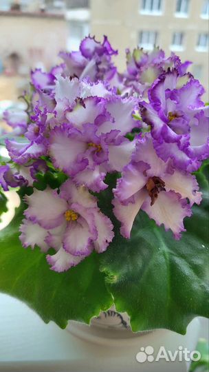 Детки сортовых фиалок