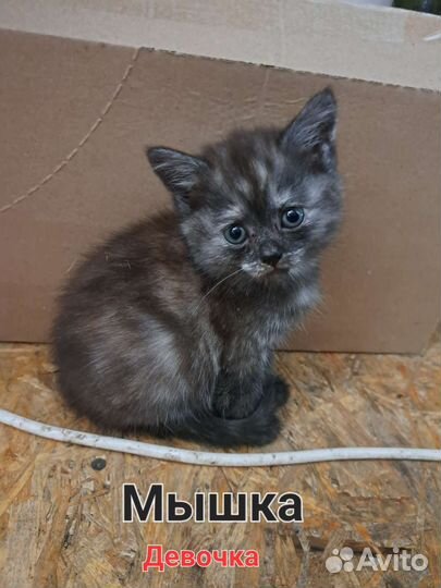 Британские котята