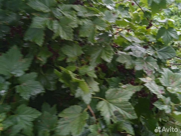 Вишня свежая