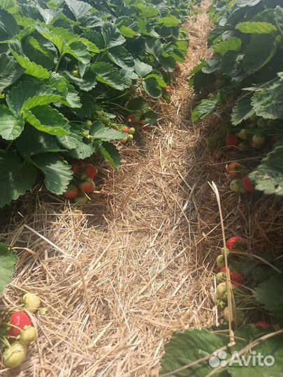 Клубника свежая ягода