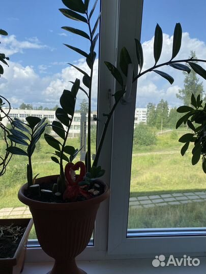 Комнатные цветы
