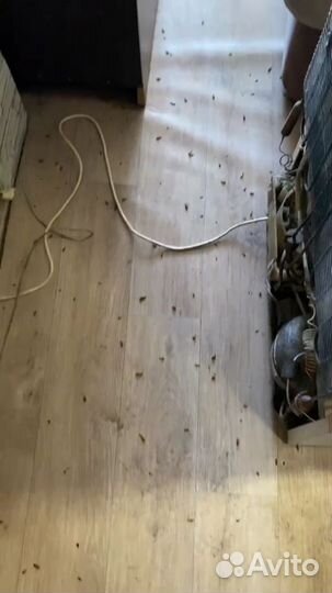 Уничтожение тараканов клопов комаров