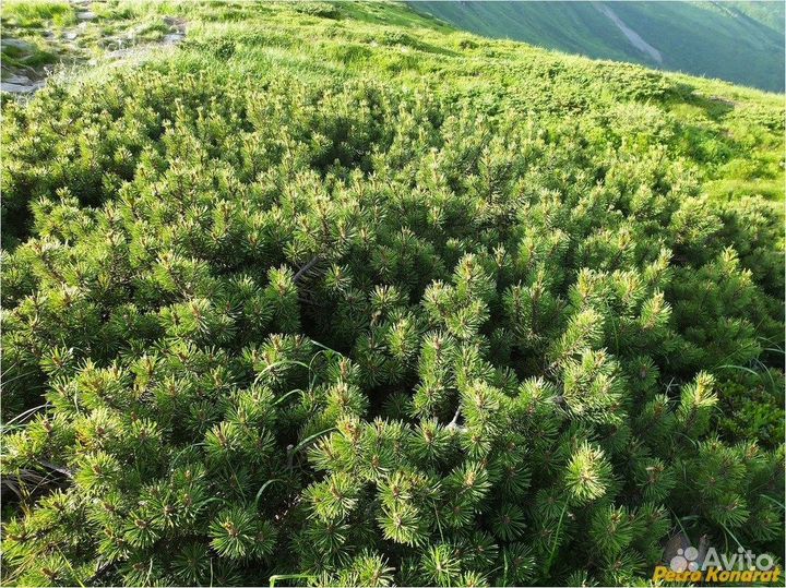 Сосна горная Мугус и Пумилио, семена