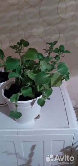 Комнатные растения