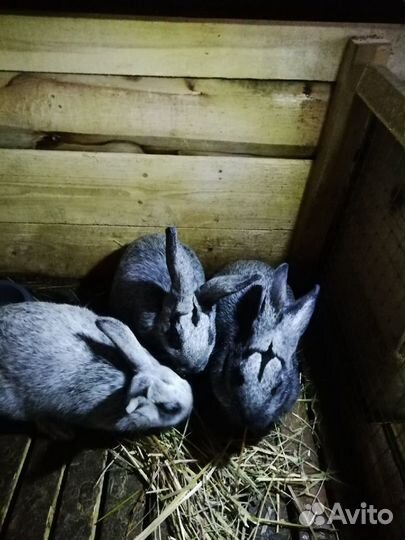 Кролики Полтавское серебро