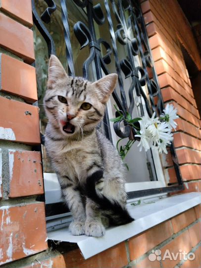 Котенок 3 мес