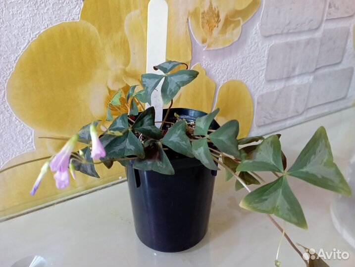 Оксалисы сортовые