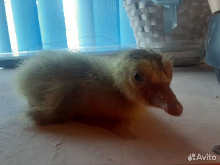 Холмогорские гусята помесь