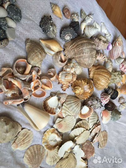 Ракушка с разных морей и океанов