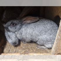 Кролики мясных пород серебро