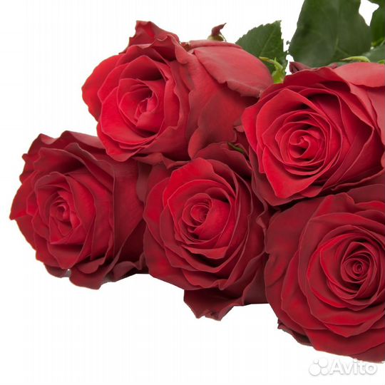 Роза Rhodos Премиум 50 см