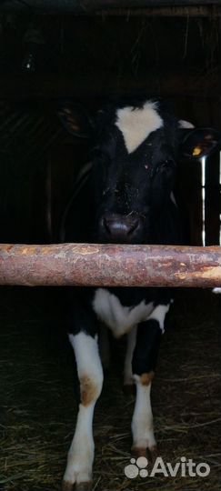 Тёлка 1.3 года