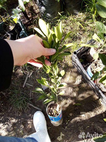 Карликовый мандарин Ковановассе сентябрьский