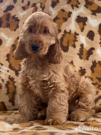 Кокер спаниель