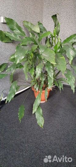 Спацифиллум (женский цветок) для дома и офиса