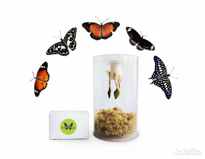 Ферма бабочек