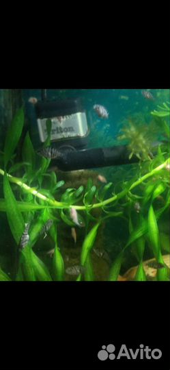 Чернополосая Цихлазома