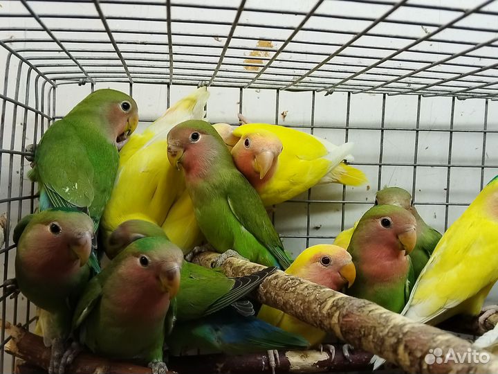 Попугай неразлучник птенцы 2-3мес