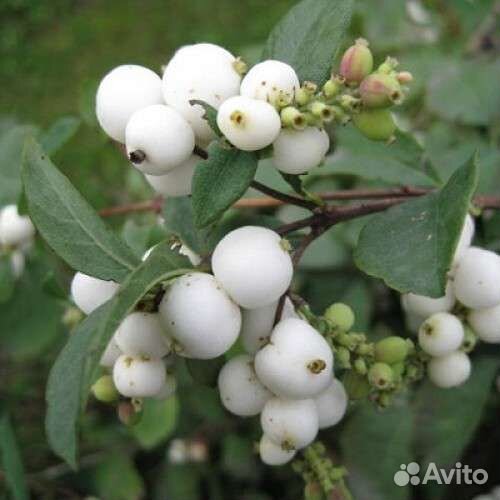 Снежноягодник белый