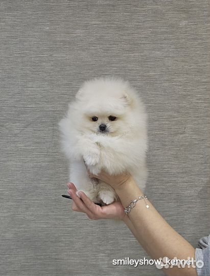 Шикарная девочка, без брака. РКФ. Видео