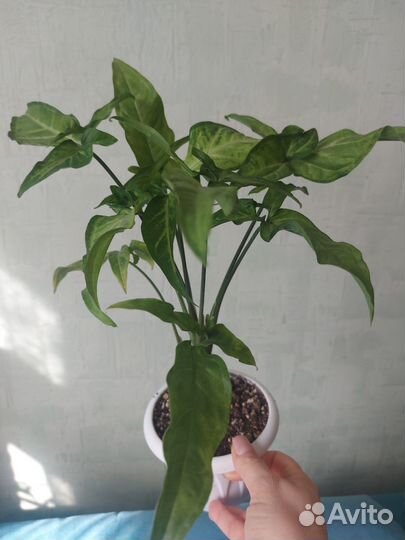 Антуриум кларинервиум