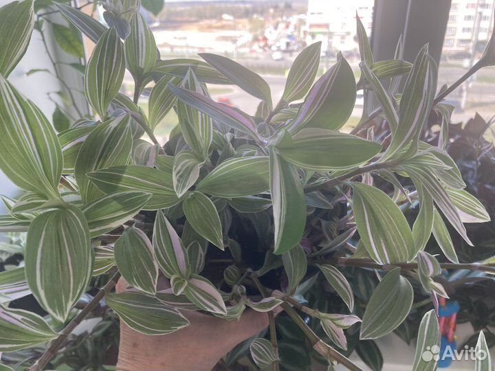 Традесканция