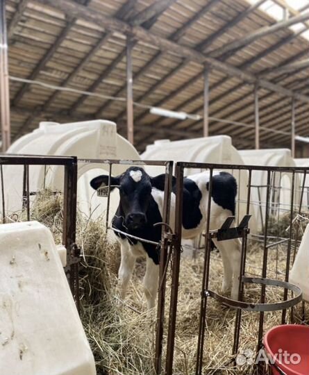 Бычки. Телята