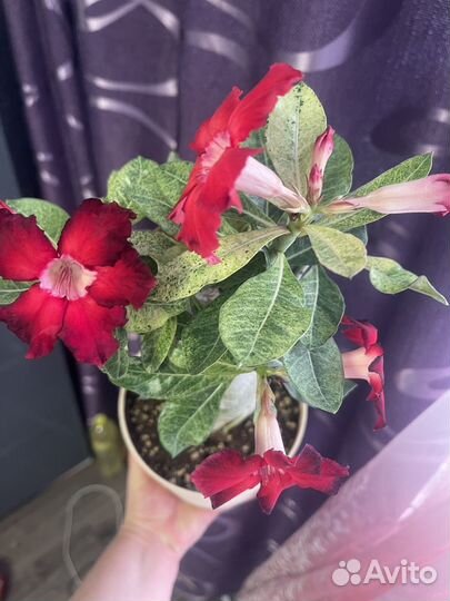 Сортовые адениумы