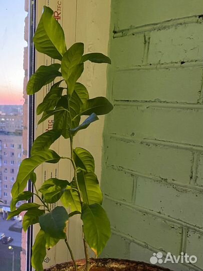 Растения: лимон герань хлорофитум алоэ