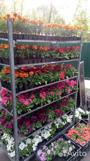 Рассада цветов и овощей оптом