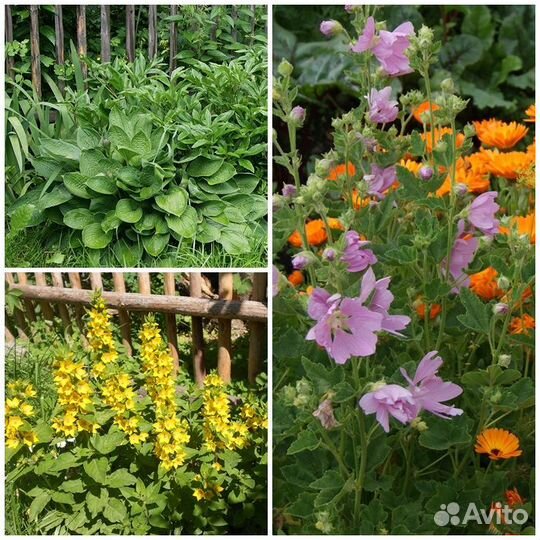 Садовые растения