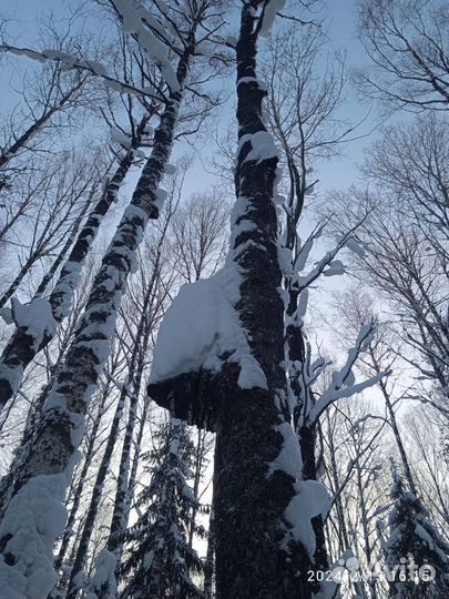 Чага чаге рознь