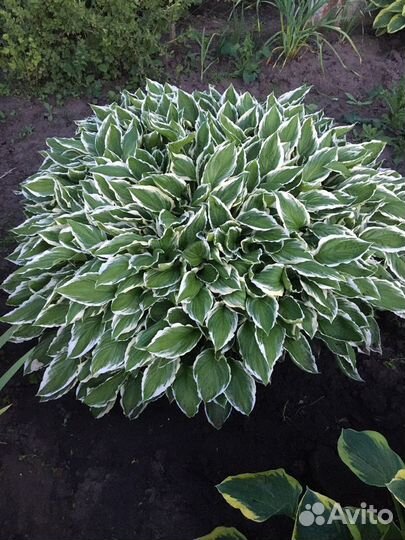 Хоста разный цветов