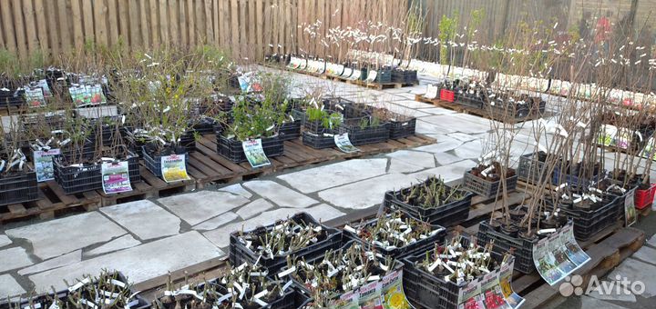 Саженцы из плодопитомника