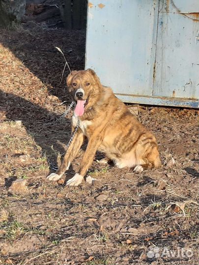 Среднеазиатская овчарка