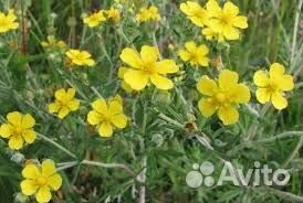 Набор трав для изготовления свечей