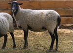 Овцы Ярки Овцематки Романовская порода племенные