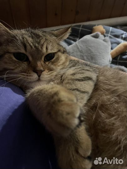 Скотиш страйт вязка