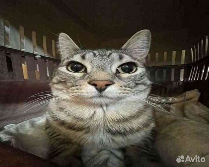 Продам гелик на спорте с большими колесами(30кк)